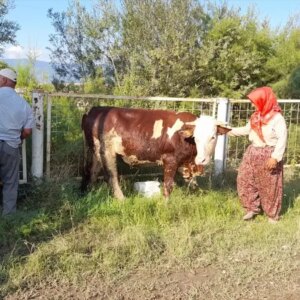erbaada 3 inek goletten kurtarildi 2Q7OxdsB