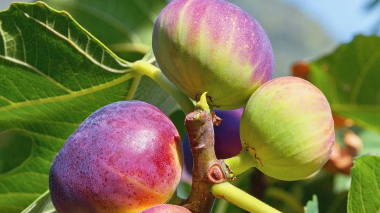 chpli yildiz boyle devam ederse incir ureticisi topragini terk etmek zorunda kalacak acq2yscK