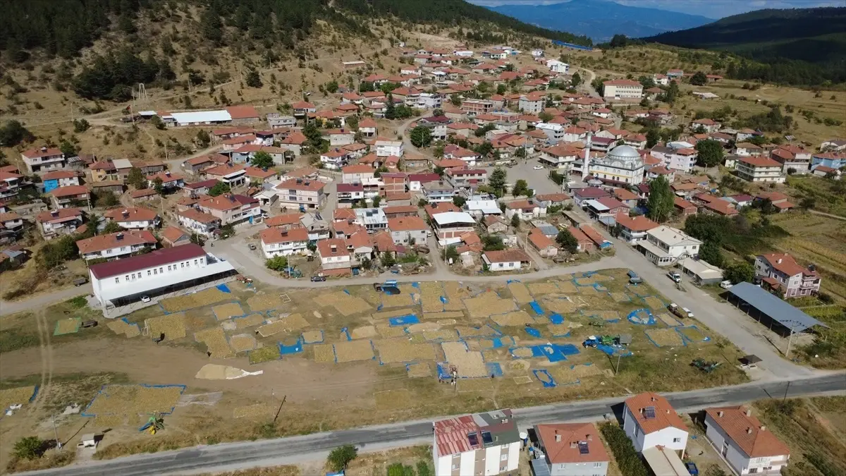 demircinin susuz kuru fasulyesine yogun talep eYwJjVBS