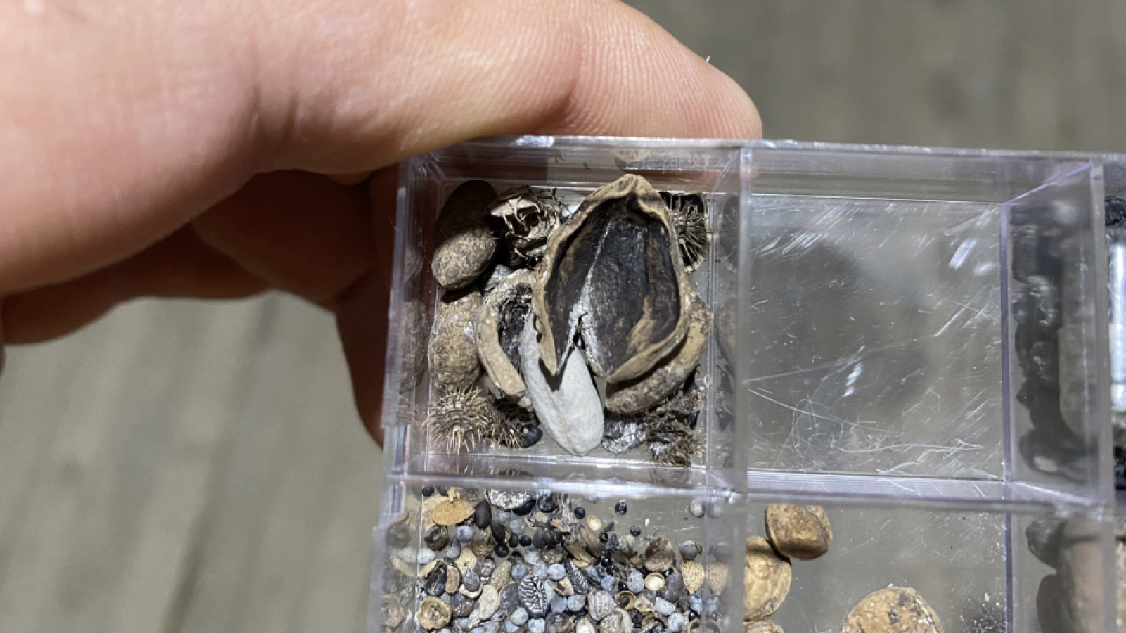 hititlerin kutsal kenti nerikte 3 bin 500 yillik findik fosili bulundu aU1A5dry