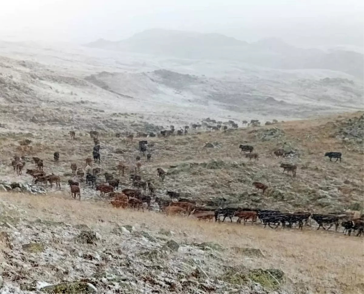 oltuda kar yagisi cobanlari zorladi pgrWWQ7V