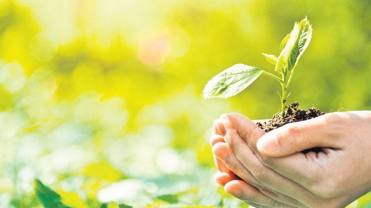 25 milyon agac tohumu dogayla bulusuyor wqYRBfzu.jpg