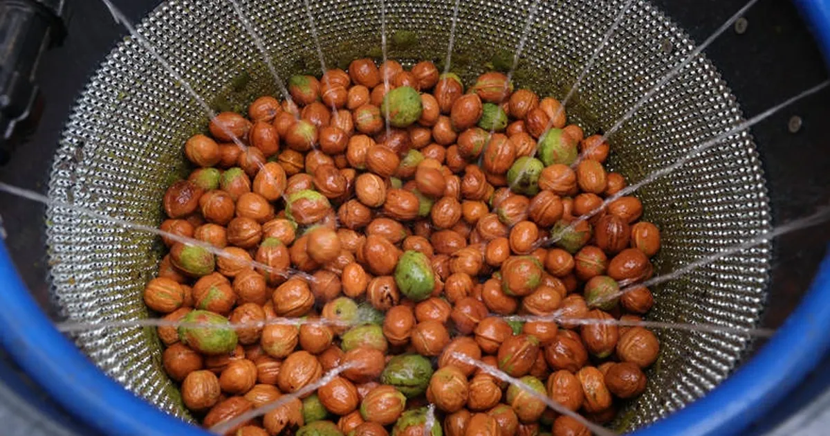 antalya buyuksehirden ceviz ureticisine makine destegi KrAGpdel.webp