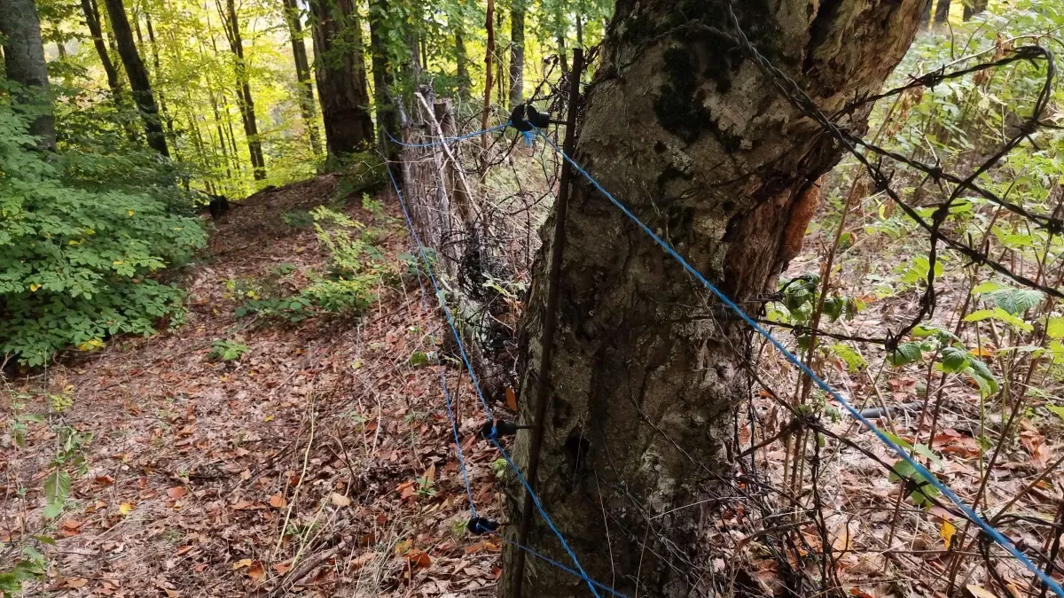 ayilar ahududu bahcesini talan etti 5QQE7nVY.jpg