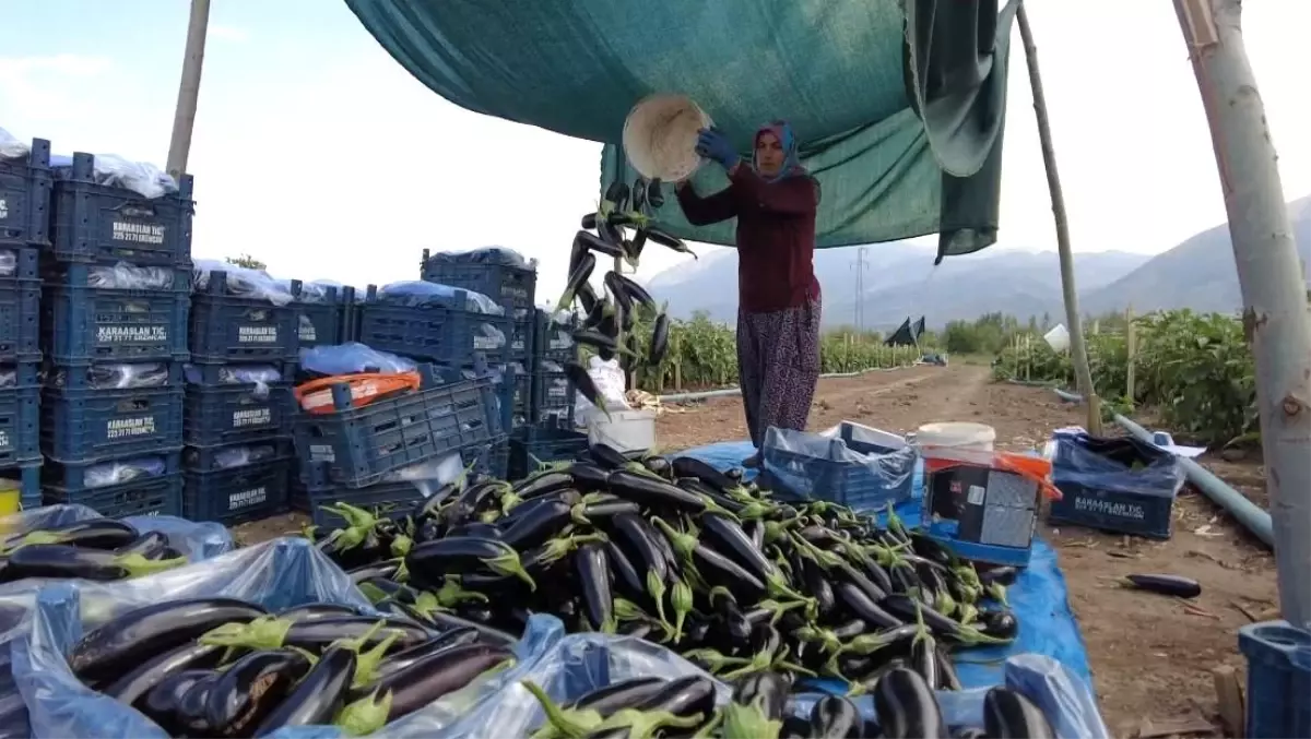 erzincanda 700 kisi icin sera projesi zJMMhC5r.jpg