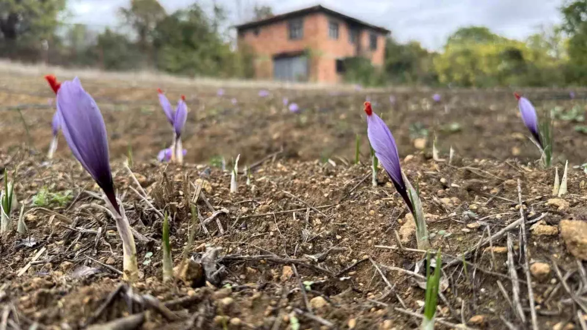 karabukte dunyanin en pahali baharati safran erken cicek acti qYEKq4wn.jpg