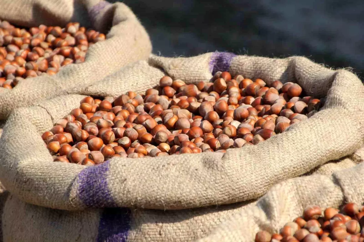 ferreronun findik manipulasyonu iddiasi ld6FcNXA.jpg