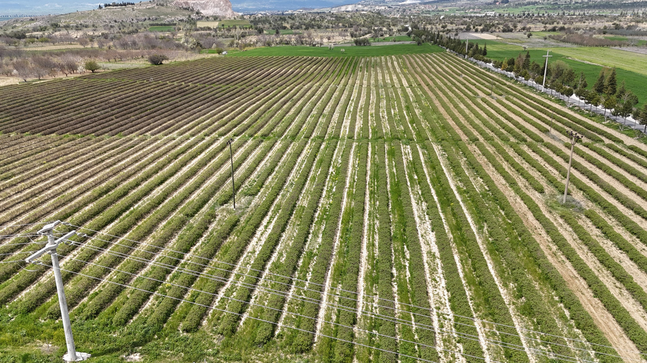 Isparta’da Gül Hasadı İçin Beklentiler Arttı: 13 Bin Ton Rekolte Hedefleniyor