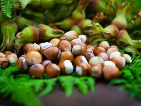 Giresun Fındığının Kısırlık Üzerindeki Olumlu Etkileri Araştırıldı