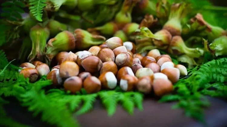 Giresun Fındığının Kısırlık Üzerindeki Olumlu Etkileri Araştırıldı